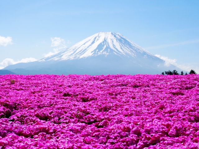 富士山から授かった山梨県と静岡県のお土産10品を紹介！